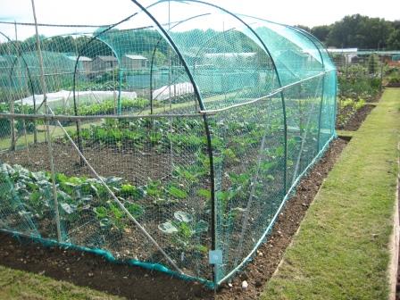 Andrew-Tokely-allotment-and-garden-June-2019.JPG