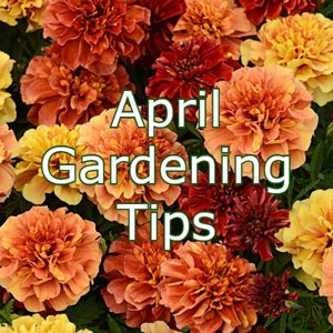 April-Gardening-Tips.jpg