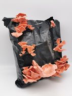 pink-oyster-mushroom-grow-kit-(1).jpg