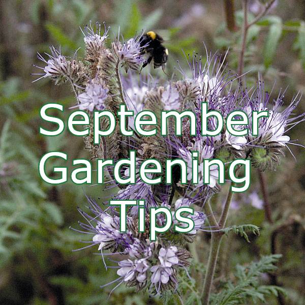 september-gardening-tips.jpg