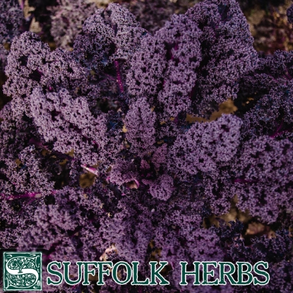 Picture of Borecole (Kale) Red Bor F1 ORGANIC SEED