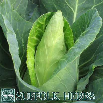 Picture of Cabbage  Caraflex F1