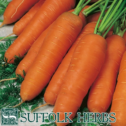 Picture of Carrot Resistafly  (Tozresis) F1 ORGANIC SEED