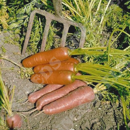 Picture of Carrot  Flyaway F1 ORGANIC SEED