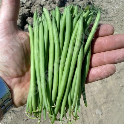 Picture of Dwarf French Bean Faraday ORGANIC SEED