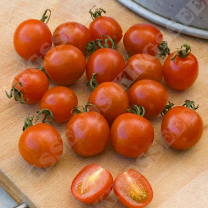 Picture of Organic Tomato Koralik PPP A.Solanum lycopersicum B.GB40557 C.lot see pkt D.GB