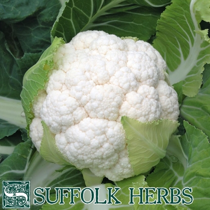 Picture of Cauliflower Skywalker F1 ORGANIC SEED