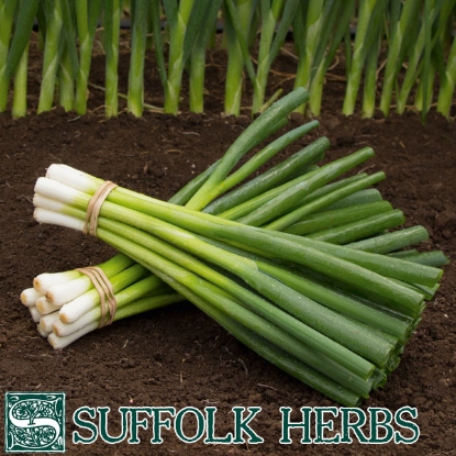 Picture of Organic Spring Onion Parade