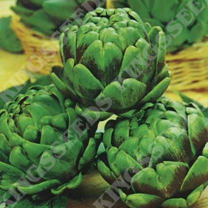 Picture of Artichoke  Green Globe