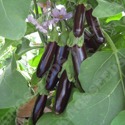 Picture of Aubergine  Long Purple  (Solanuum melongena)