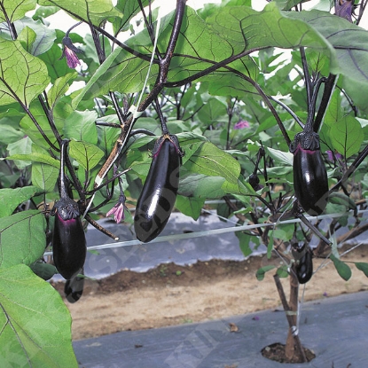 Picture of Aubergine  Moneymaker F1 (Solanum melongena)