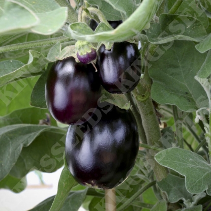 Picture of Aubergine  Jack Pot F1