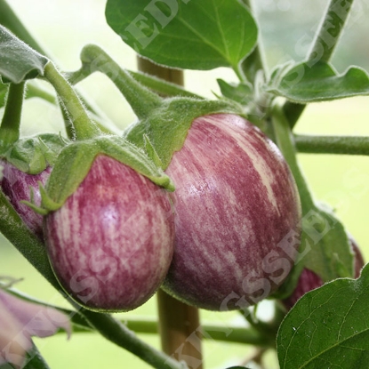 Picture of Aubergine Pinstripe F1