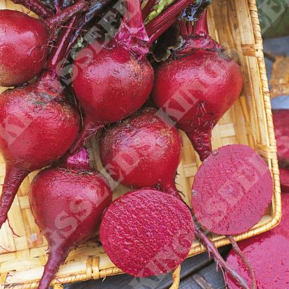 Picture of Beet  Crimson King Large Grower Pack