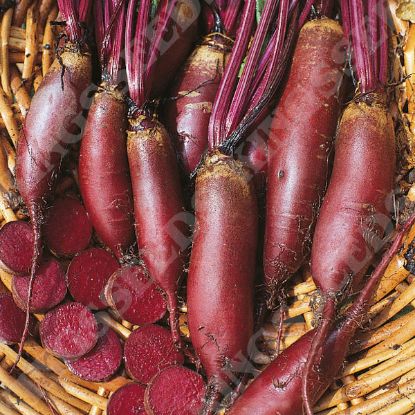 Picture of Beetroot  - Cylindra