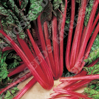 Picture of Leaf Beet  Rhubarb Chard (Award of Garden Merit)