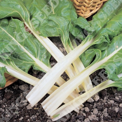 Picture of Leaf Beet  Swiss Chard