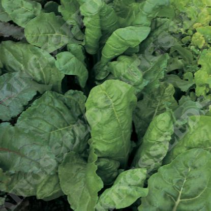 Picture of Leaf Beet Perpetual Spinach (Award of Garden Merit)