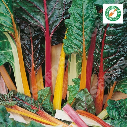 Picture of Leaf Beet  Rainbow Chard