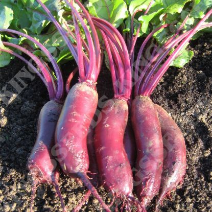 Picture of Beetroot  Alto F1