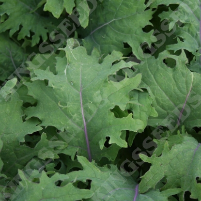 Picture of Borecole  Red Russian (Award of Garden Merit)