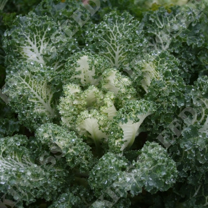 Picture of Kale  Emerald Ice