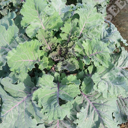 Picture of Kale  Cottagers