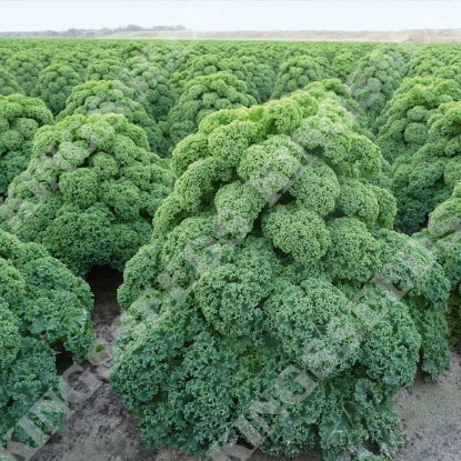 Picture of Kale Oldenbor F1