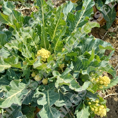 Picture of Broccoli  Nine Star Perennial