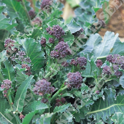 Picture of Broccoli  Purple Sprouting Early