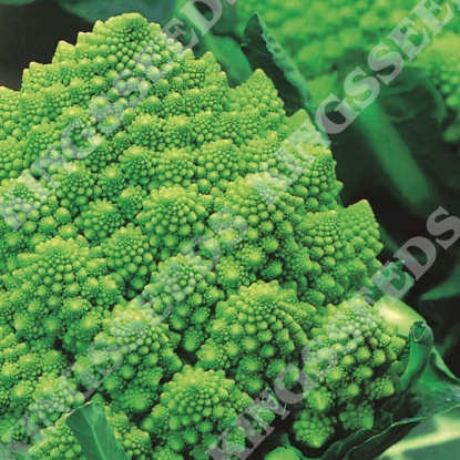 Picture of Cauliflower Romanesco