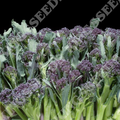 Picture of Broccoli Sprouting Summer Purple