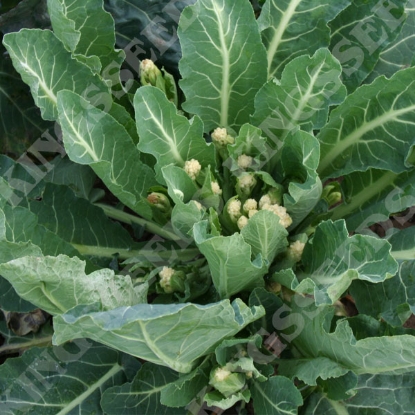 Picture of  Broccoli  White Eye (White Sprouting)