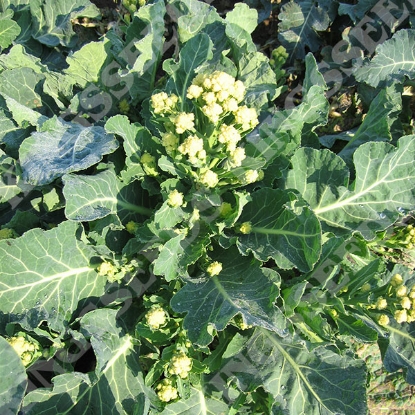 Picture of Broccoli  Sprouting Burbank F1