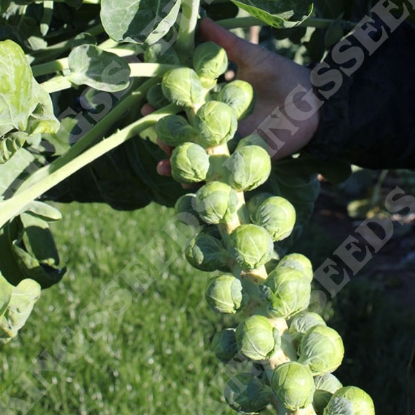 Picture of Brussels Sprout  Marte F1