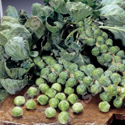 Picture of Brussels Sprout  Maximus F1 (Award of Garden Merit)