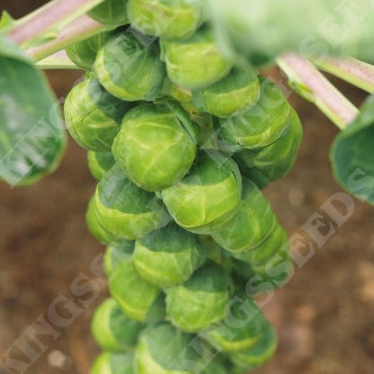 Picture of Brussels Sprout Crispus F1