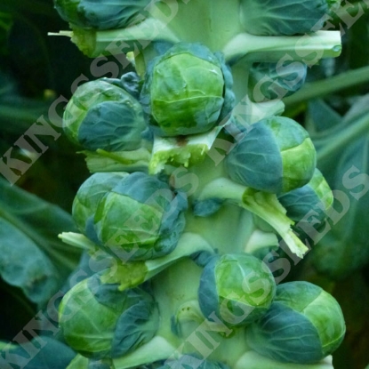 Picture of Brussels Sprout  Brodie F1