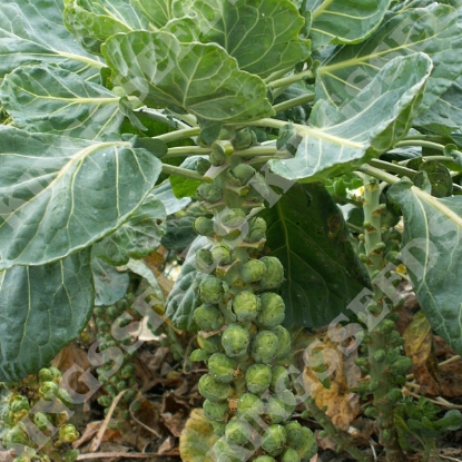 Picture of BRUSSELS SPROUT  Long Island