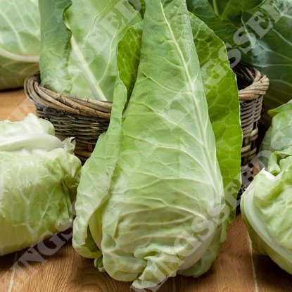 Picture of Cabbage  April