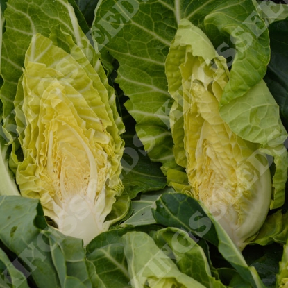 Picture of Cabbage (Spring Greens) Winter Green