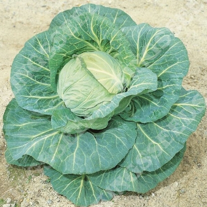 Picture of SALE - Cabbage Spring Hero F1 (Ballhead Type)