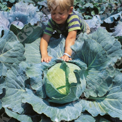 Picture of Cabbage  Brunswick