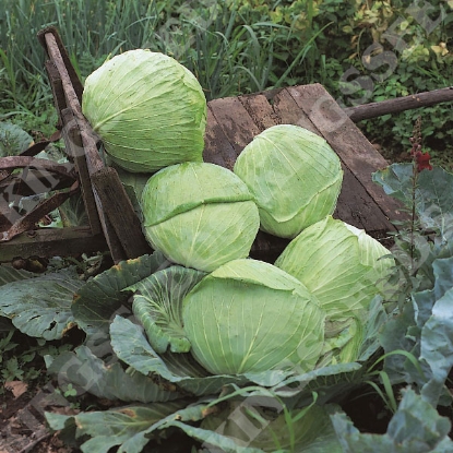 Picture of Cabbage Golden Acre Primo