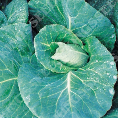 Picture of Cabbage Duncan F1 (Award of Garden Merit)