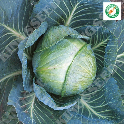 Picture of Cabbage  Stonehead F1 (Award of Garden Merit)