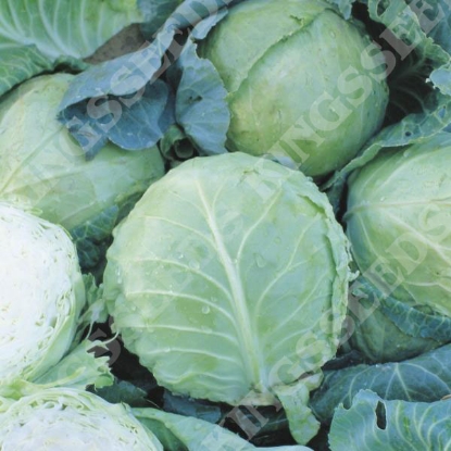 Picture of Cabbage  Holland Late Winter