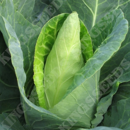 Picture of Cabbage  Caraflex F1 (RHS Award of Garden Merit)