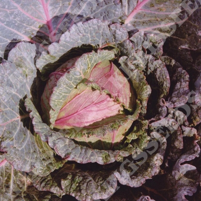 Picture of Cabbage  Deadon F1