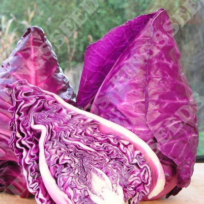 Picture of Cabbage  Kalibos